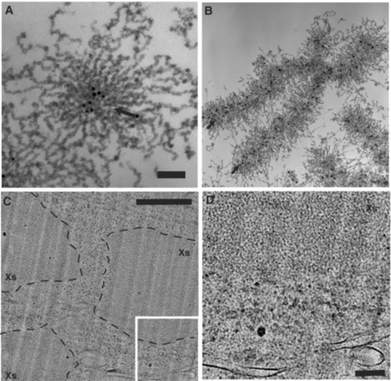 A/B: Chromosomes C/D: Cells (image: Maeshima et al, J. Biochem (2008))
